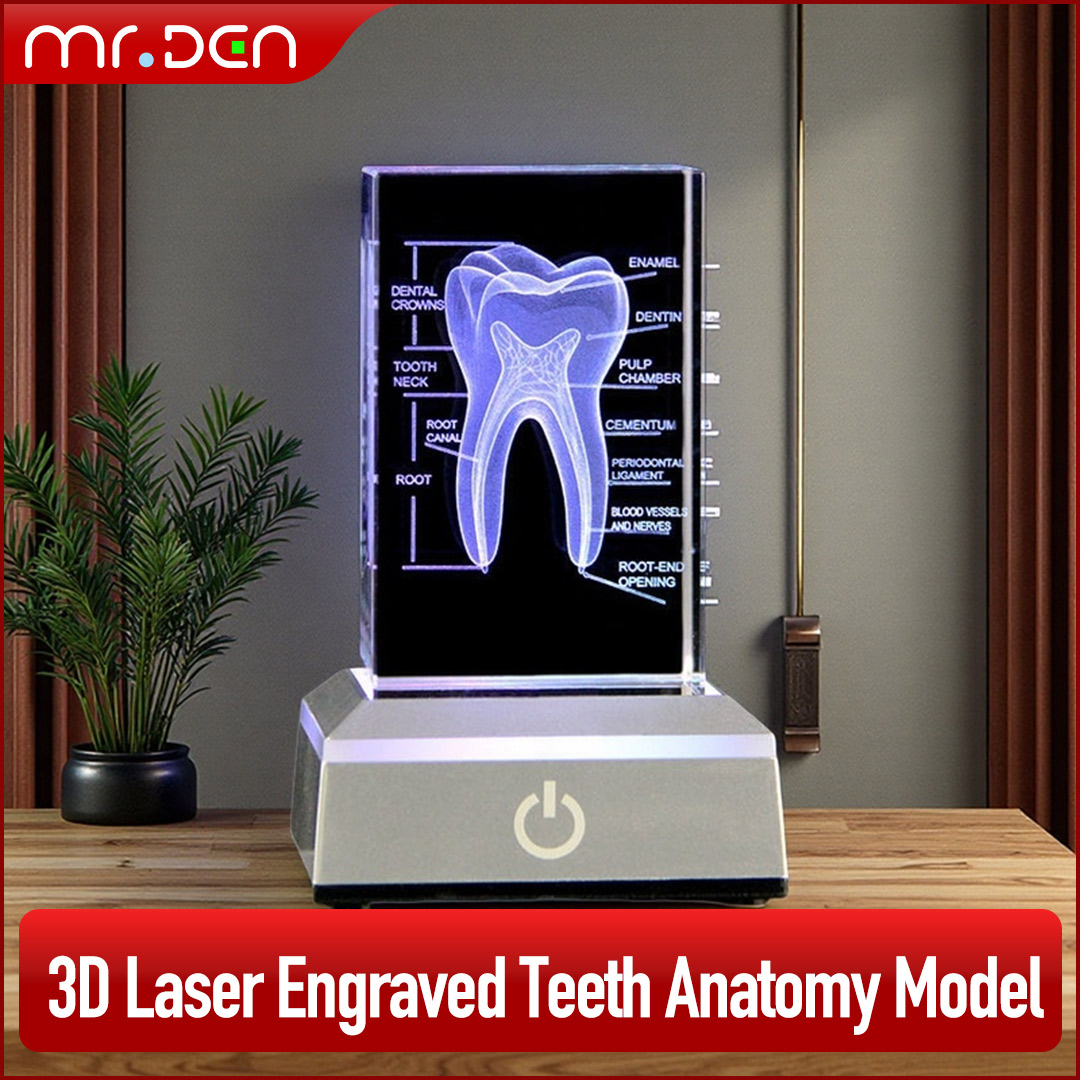 Paper Weight Crystal - Diş 3D Lazer Kazınmış İnsan İskelet