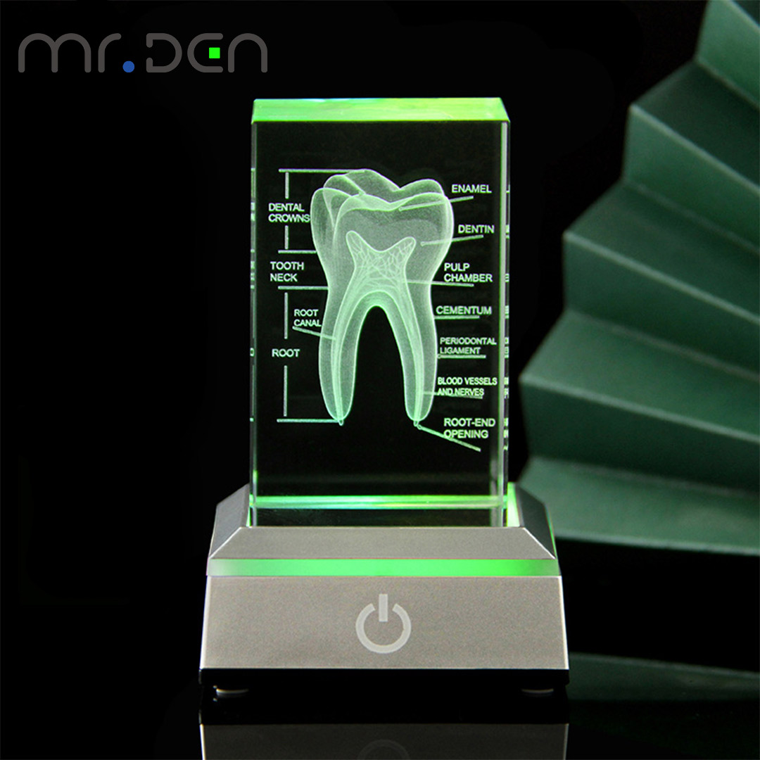 Diş 3D Lazer Kazınmış İnsan İs - Paper Weight Crystal incelemesi ve fiyatı