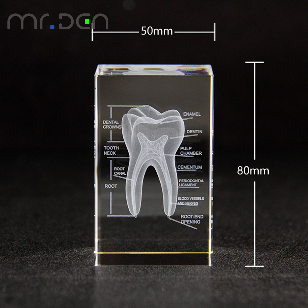 Diş 3D Lazer Kazınmış İnsan İs - Paper Weight Crystal incelemesi ve fiyatı